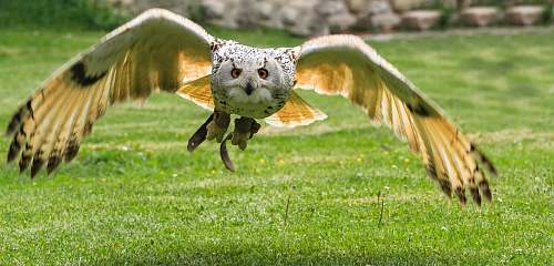animal soaring owl grass