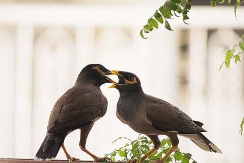 animal two gray and yellow birds on tree branch beak