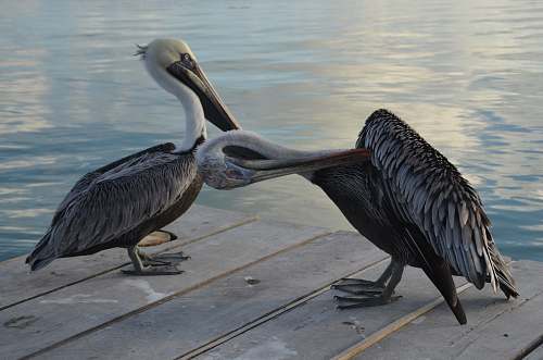 animal two pelicans on dock pelican