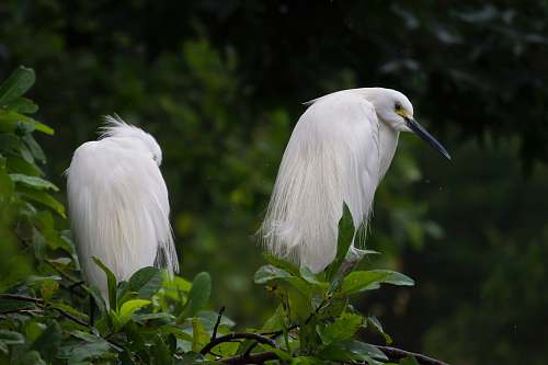 animal two white long beak birds ardeidae