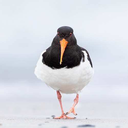 animal white and black bird flicker bird