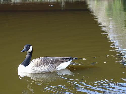 animal white and gray goose goose