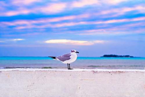 animal white and gray Senegal standing on seaside seagull