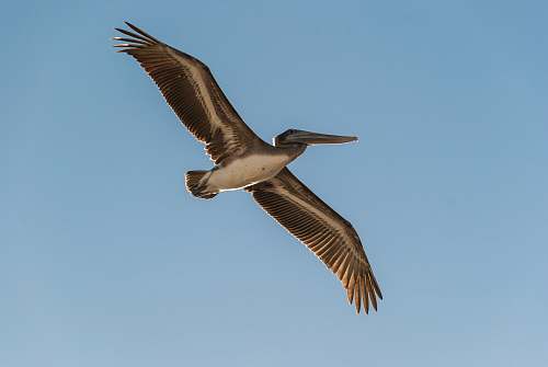 animal white and grey long-beaked bird flying pelican