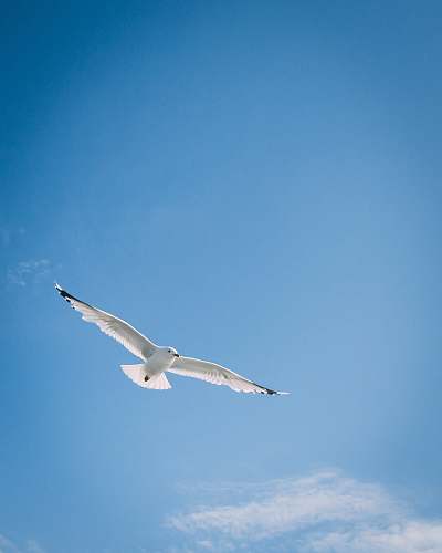 animal white bird flying