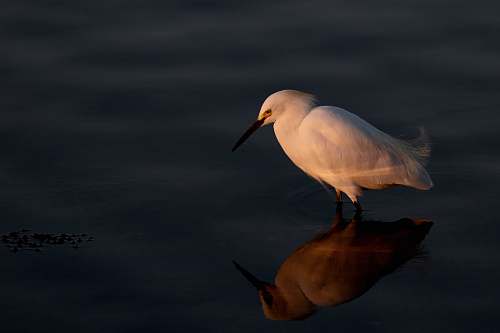 animal white bird on black surface egret