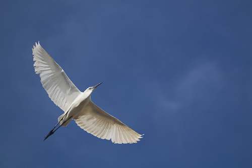 animal white bird on mid air waterfowl