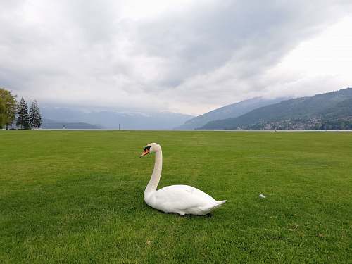 animal white swam on grass thun
