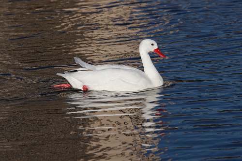 animal white swan on body of water water