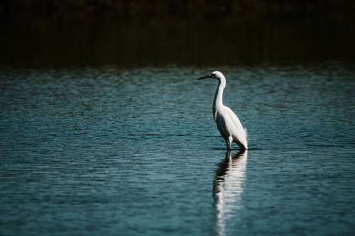 animal white swan on calm body of water ardeidae