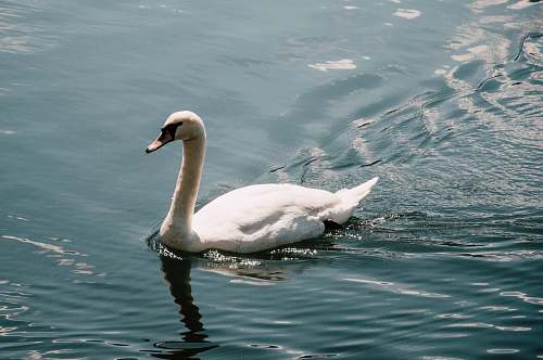 animal white swan on lake swan