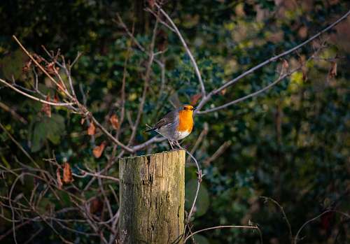 animal yellow bird on post robin