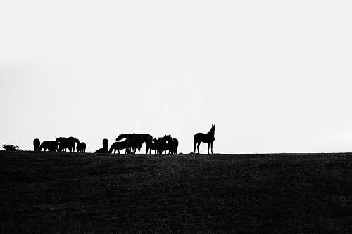 silhouette  horse