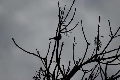 animal bird perched on bare tree bird