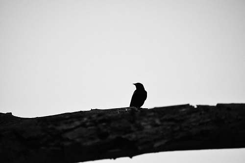 animal black bird on branch bird