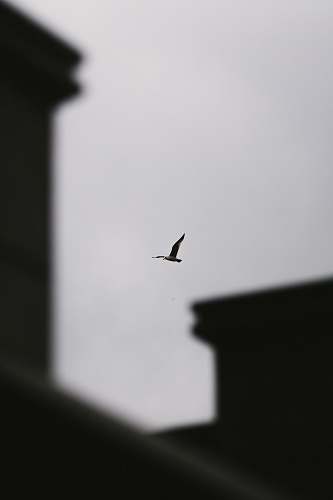 silhouette flying bird in the sky grey