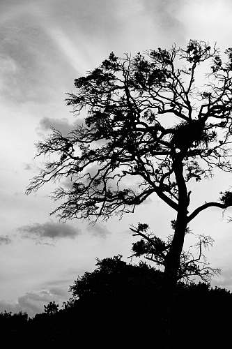 tree grayscale photography of bare tree plant