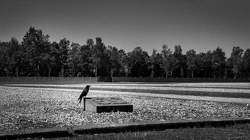 bench grayscale photography of scarecrow neat tombstone furniture