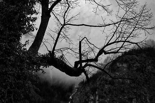 plant grayscale photography of tree tree