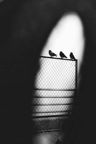animal grayscale photography three pigeons bird