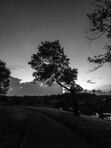silhouette greyscale photography of trees plant