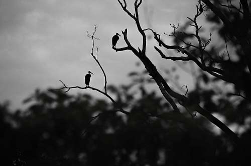 animal leafless tree bird