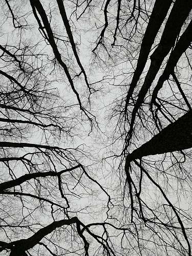 tree silhouette of bare trees plant