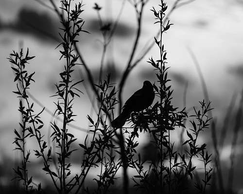 animal silhouette of bird bird