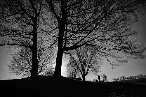 plant silhouette of trees tree