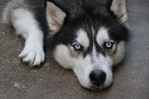 pet black and white Siberian husky husky