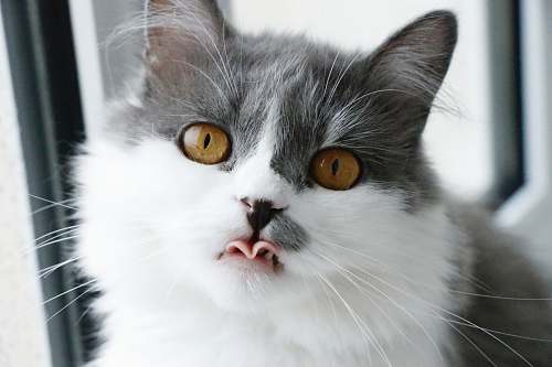 animal gray and white cat showing tongue mammal