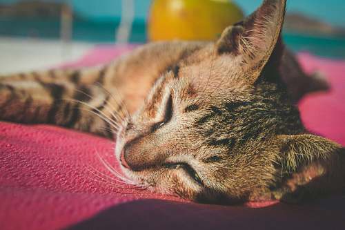 animal sleeping brown tabby cat abyssinian