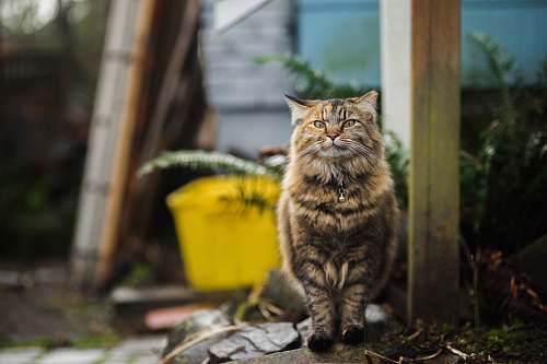 animal tortoiseshell cat sitting on rock mammal