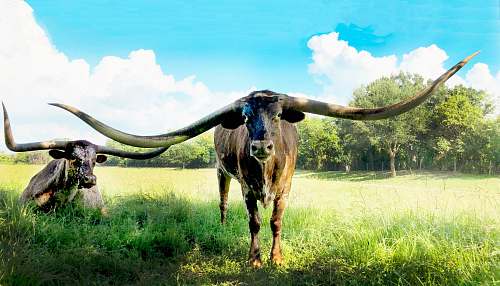 mammal brown cow longhorn
