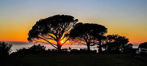 sky silhouette of trees near body of water sunset