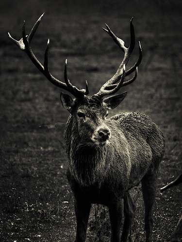 elk grayscale photography of deer mammal