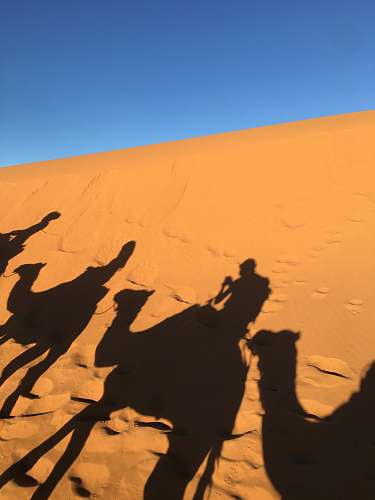 nature silhouette of four person riding camel on desert during daytime outdoors