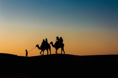 nature silhouette of people riding camels soil