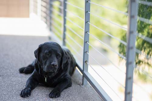 animal adult black Labrador retriever lying on concrete floor near gray metal handrail canine
