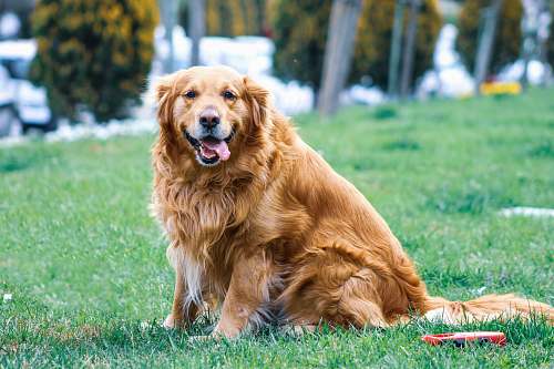 canine adult brown dog on grass golden retriever