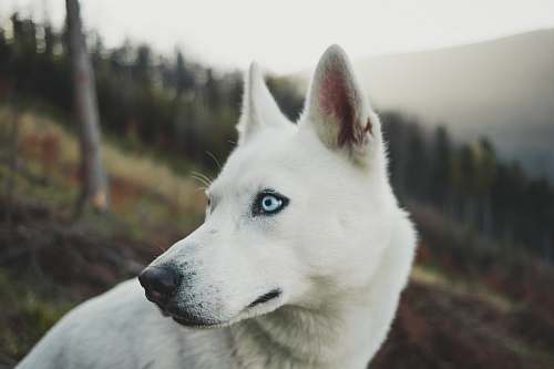 pet close-up photo of white short-coated dog husky