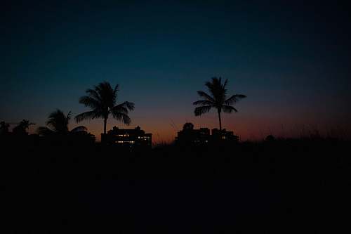 nature silhouette photography of coconut trees outdoors