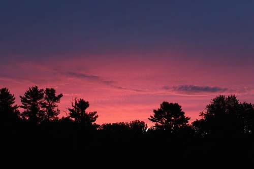 nature silhouette photography of trees during golden hour sky