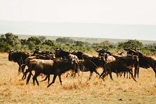 nature herd of animal grassland