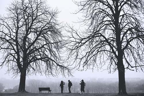 tree silhouette of three person standing between leafless trees at daytime park bench