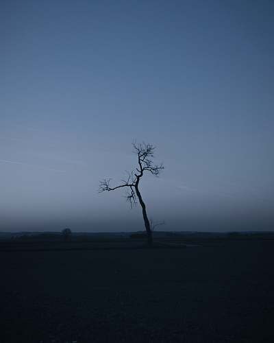 plant bare tree tree