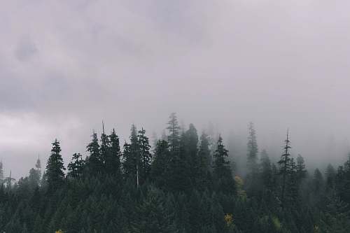 forest forest under the cloudy sky photographyt trees