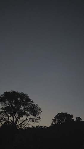 nature silhouette of tree under gray sky during daytime outdoors