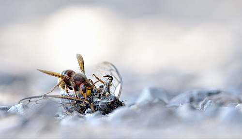 insect brown bee andrena