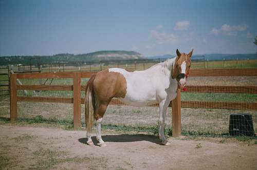 animal photo of white and brown coated horse mammal